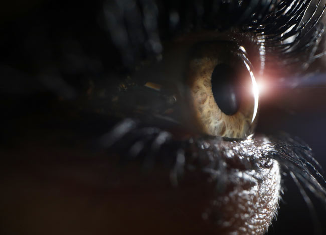 Close up on an animal eye